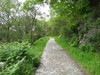 The track heading north from Rowardennan.