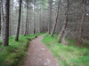 Heading northwestwards through the forest above Crianlarich.