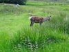 A deer at the Kings House Hotel.