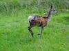 A deer at the Kings House Hotel.