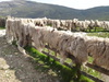 Fleeces on a sheepfold.