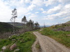 Heading north through the cleared woodland.