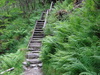 Heading through the forest towards Fort William.