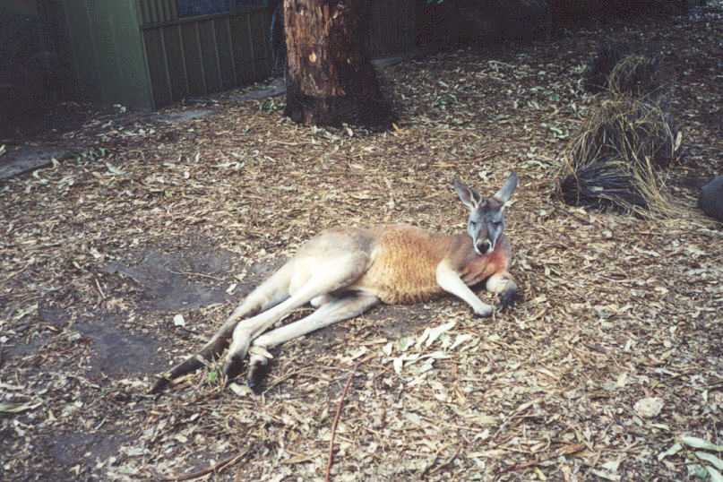 Kangaroo at the wildlife reseve.