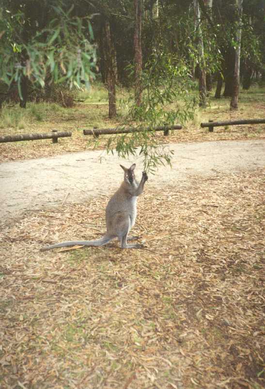 A Kangaroo at the Jimmy Creek Campground.