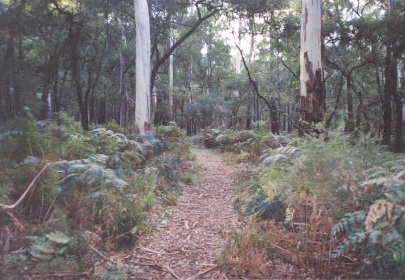 A path through the woods near the Jimmy Creek Campground.