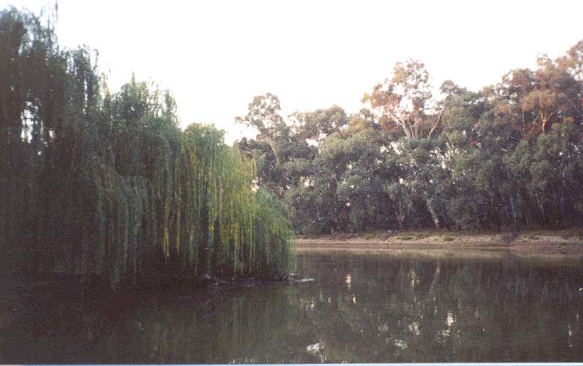 The Murray River viewed from the paddlesteamer.