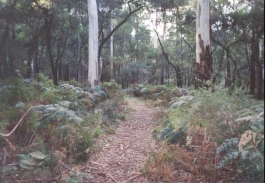 AF23	A path through the woods near the Jimmy Creek Campground.