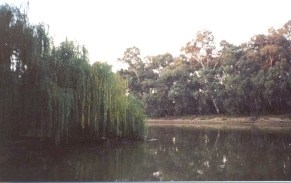 AF31	The Murray River viewed from the paddlesteamer.