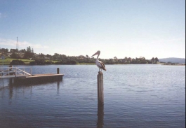 AG28	A Pelican on a pole at Mallacoota.