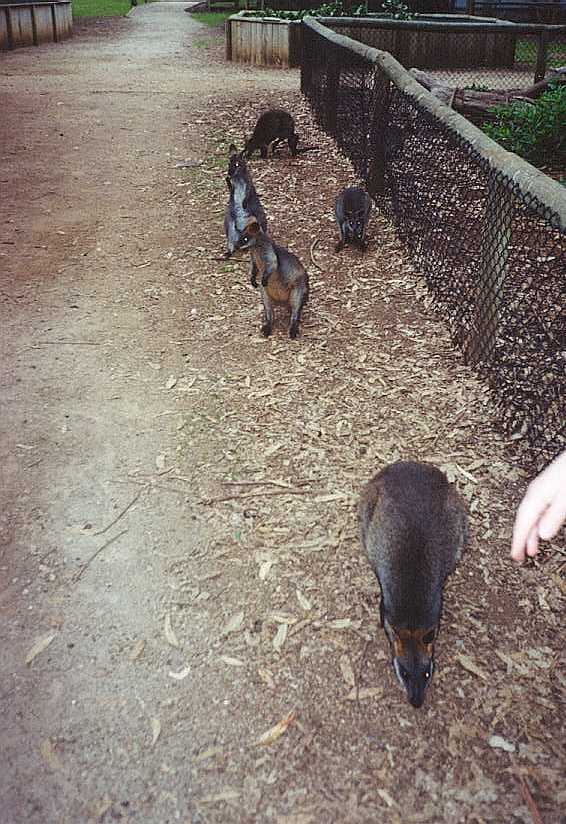 Some Wallabies.