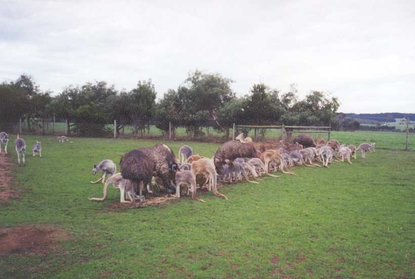 Feeding time! Emus, Grey and Red Kangaroos and Red Deer.