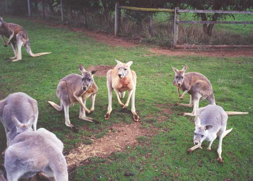 Grey and Red Kangaroos.