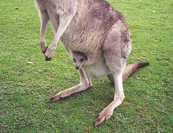 A Joey.