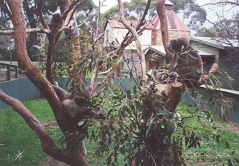 Three Koalas. Awake for once.