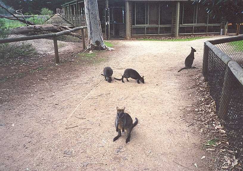 Some Wallabies.