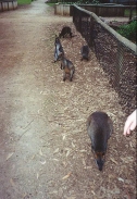 AH05	Some Wallabies.