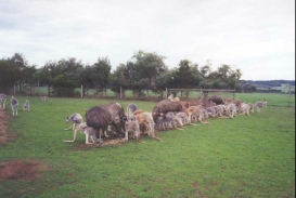 AH10	Feeding time! Emus, Grey and Red Kangaroos and Red Deer.