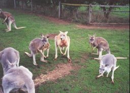 AH11	Grey and Red Kangaroos.