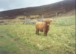 AT14	A Highland Cow near Lubachoinnich