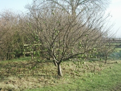 PC090204	Apples on a tree.