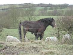 P1200439	A horse and sheep near Topley