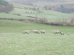 P3090004	Sheep and lambs in a field near Stowe.