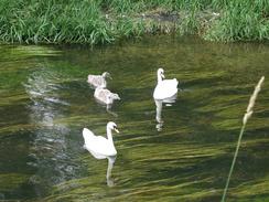 P20027220028	Swans on the Little Ouse. 