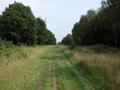 P20028160019	The track through The King's Forest. 