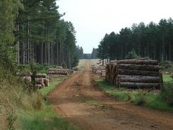 P20028160020	Logs on a side track in The King's Forest. 