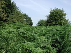 P20028160026	A high level of bracken beside Marmansgrave Wood. 