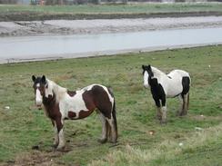 P2002A290014	Two horses on the seawall. 