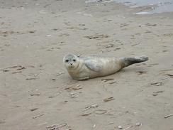 P2002B020010	A seal stranded on the beach. 