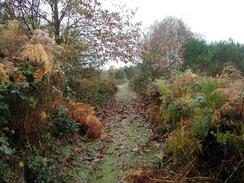 P2002B090005	The Sailor's Path in Black Heath Wood. 