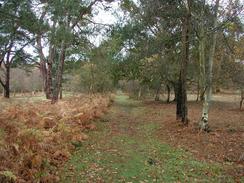 P2002B090006	The Sailor's Path in Black Heath Wood. 