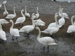 P2002B210041	Swans on the beach in Maldon. 