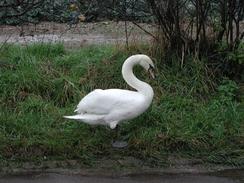 P2002C210056	A swan walking along the road in Chidham. 