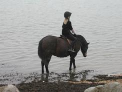 P2002C210066	Taking a horse for a swim in Prinsted. 