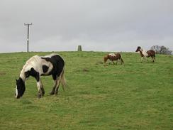 P2002C260076	Horses in a field near Dibden Church. 