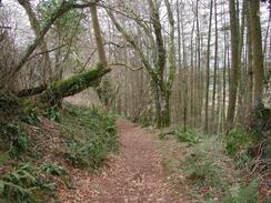 P20031140010	The track through woodland near Sharpham Barton. 