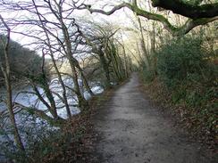 P20031250090	A view along the path through Ethy Woods. 