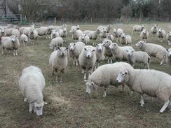 P20032270029	Inquisitve sheep in Portbury. 