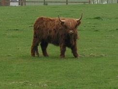 P20034071147	A hairy cow at Farm Park.