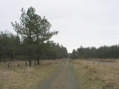 P20034071172	The track through Newborough Forest.