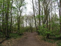 P20034191705	The path leading through trees to Eastham Country Park.