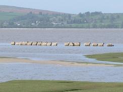 P20034302134	Sheep caught by the tide on Sand Gate Marsh.