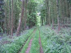 P20035213018	The track through the woodland at Innerwell Fishery.