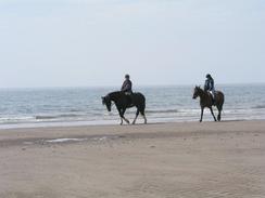 P20035293393	Horses on the beach.