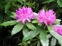 P20036103990	The flowers of a Rhodedendorn bush by the road.