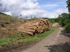 P20036124136	Logs awaiting loading.